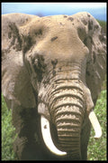 253054 African Elephant A4 Photo Print