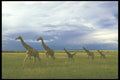 253055 Giraffes, Serenghetti Plain A4 Photo Print