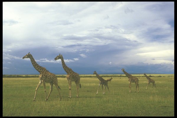 253055 Giraffes, Serenghetti Plain A4 Photo Print