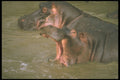 253057 Hippopotamus In Mara River A4 Photo Print