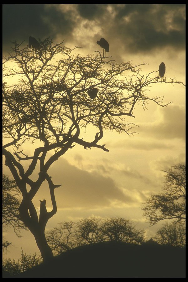 253059 Storks In The Treetops At Sunset A4 Photo Print