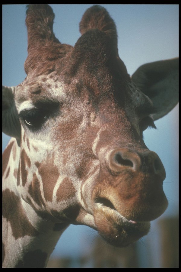 253060 Rothchild's Giraffe A4 Photo Print