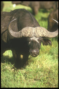 253061 Cape Buffalo A4 Photo Print