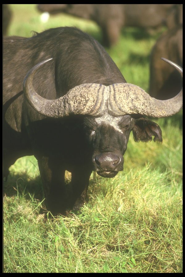 253061 Cape Buffalo A4 Photo Print