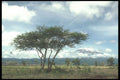 253062 Mount Kilamanjaro, Amboselina National Park A4 Photo Print