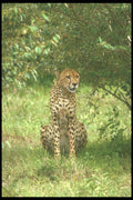 253063 Cheetah Masia Game Reserve A4 Photo Print