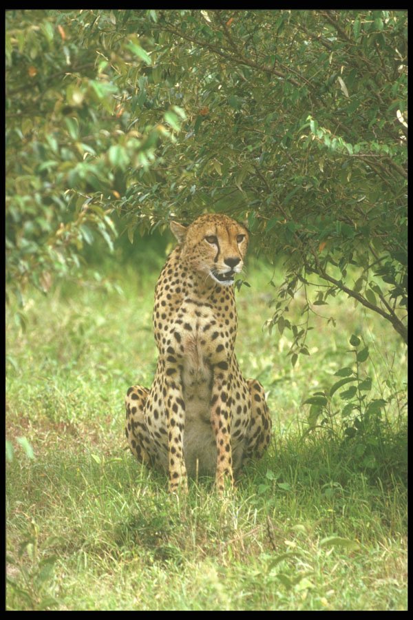 253063 Cheetah Masia Game Reserve A4 Photo Print