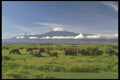 253065 Cape Buffalo Grazing A4 Photo Print