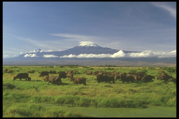 253065 Cape Buffalo Grazing A4 Photo Print