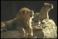 253067 Lion And Lioness In The Sun A4 Photo Print