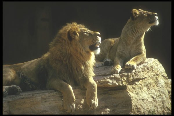 253067 Lion And Lioness In The Sun A4 Photo Print