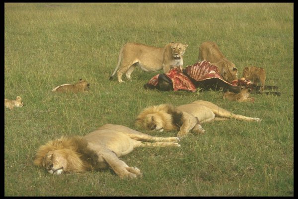 253069 Lions Sleeping After Eating A4 Photo Print
