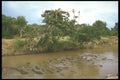 253071 Hippos In The Mara River A4 Photo Print