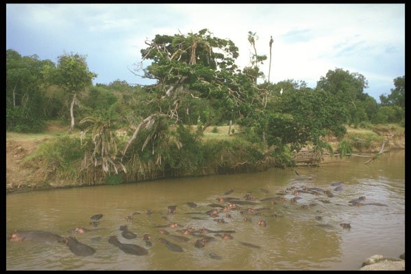253071 Hippos In The Mara River A4 Photo Print