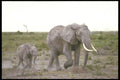 253073 Elephants On The Masai Reserve A4 Photo Print