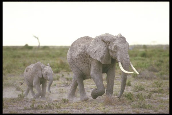 253073 Elephants On The Masai Reserve A4 Photo Print