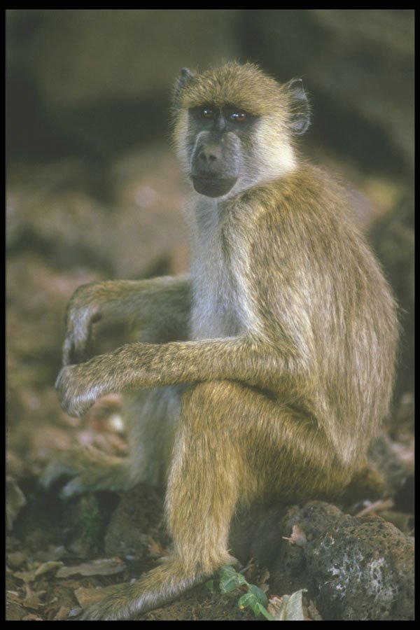 253075 Vervet Monkey A4 Photo Print