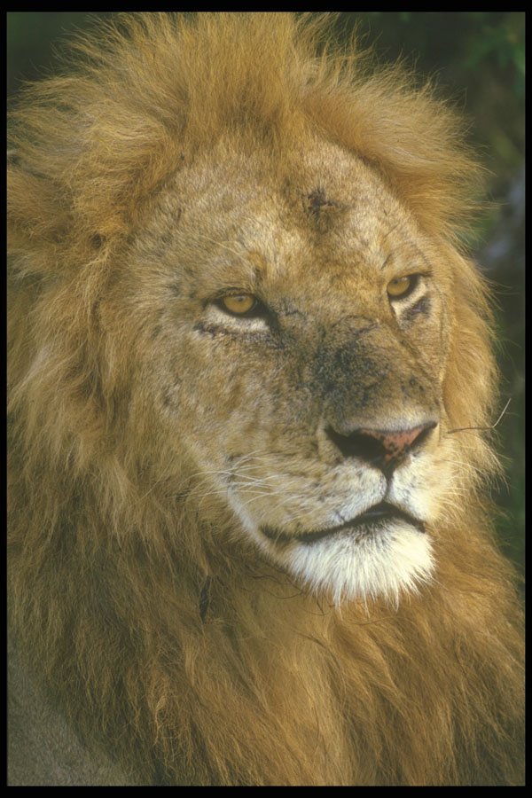 253076 Male African Lion A4 Photo Print