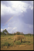 253078 Elephant And Rainbow A4 Photo Print