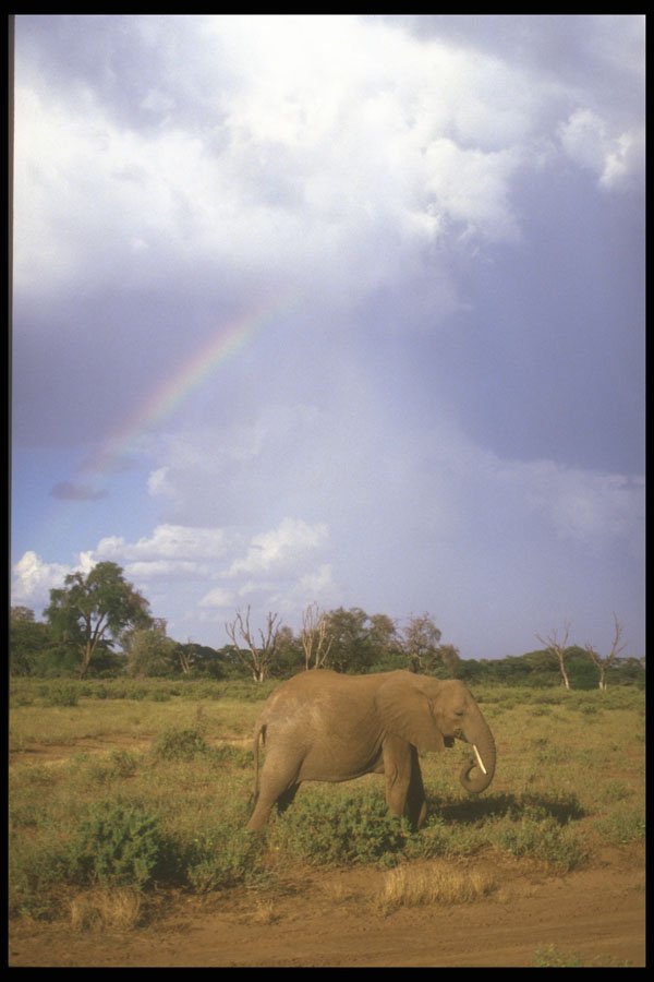 253078 Elephant And Rainbow A4 Photo Print