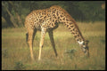 253080 Giraffe Grazing A4 Photo Print