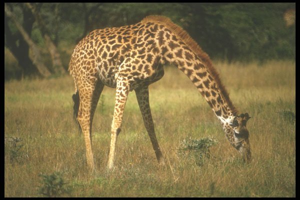 253080 Giraffe Grazing A4 Photo Print