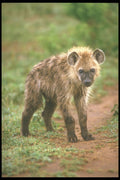 253081 Spotted Hyena A4 Photo Print