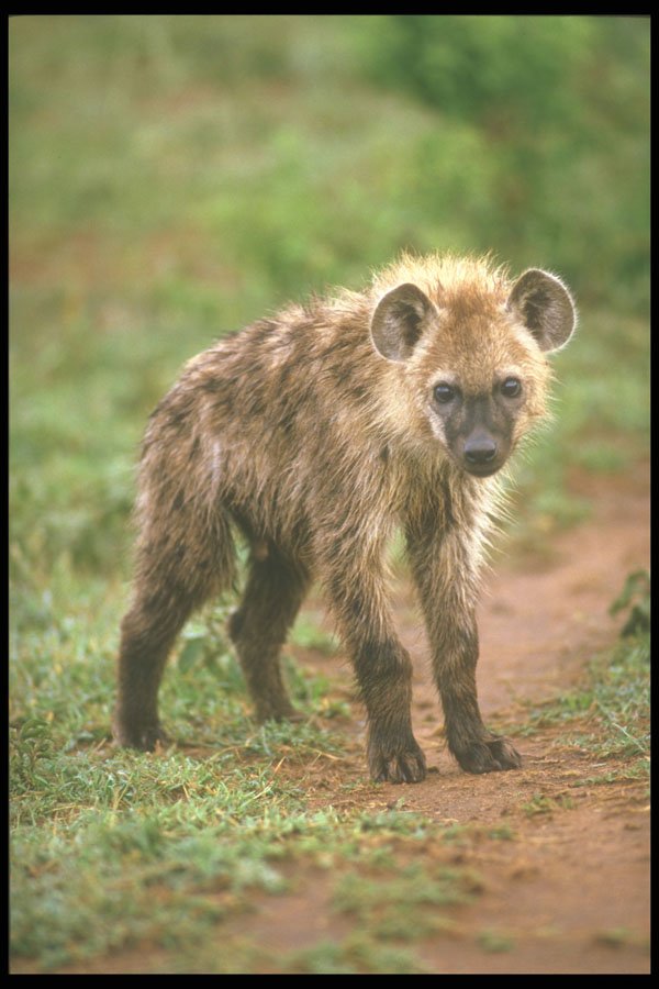 253081 Spotted Hyena A4 Photo Print