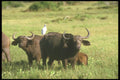 253085 Grazing Cape Buffalo A4 Photo Print