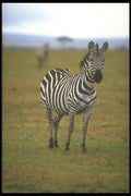 253086 Zebra A4 Photo Print
