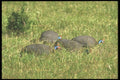 253087 Helmeted Guineafowl A4 Photo Print
