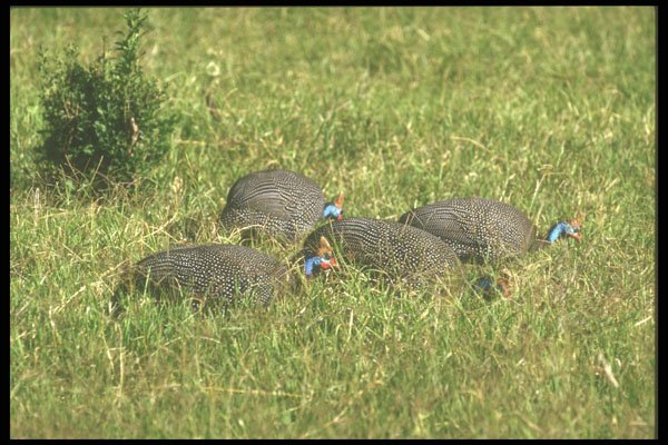 253087 Helmeted Guineafowl A4 Photo Print