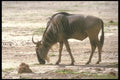 253088 Wildebeast A4 Photo Print