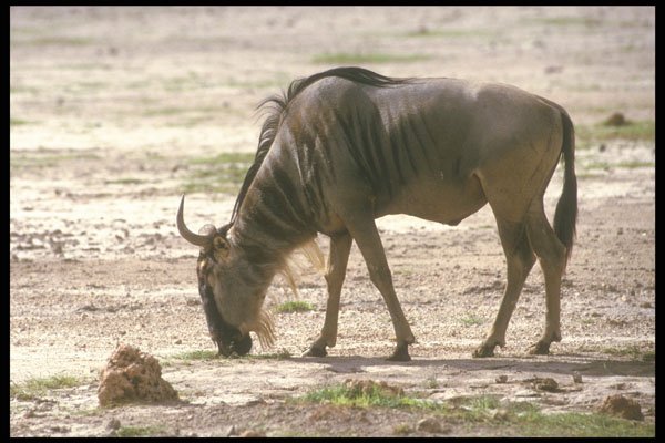 253088 Wildebeast A4 Photo Print