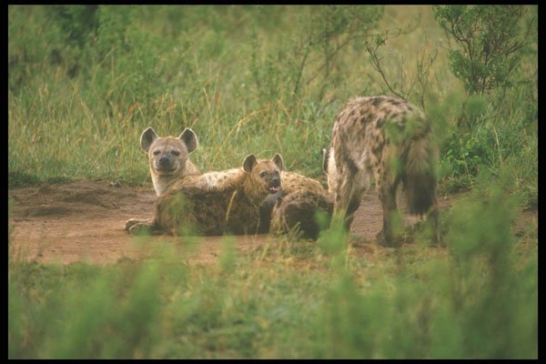 253091 Pack Of Laughing Hyenas A4 Photo Print