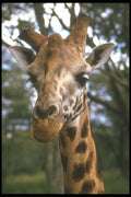 253092 Rothchild's Giraffe (close up) A4 Photo Print