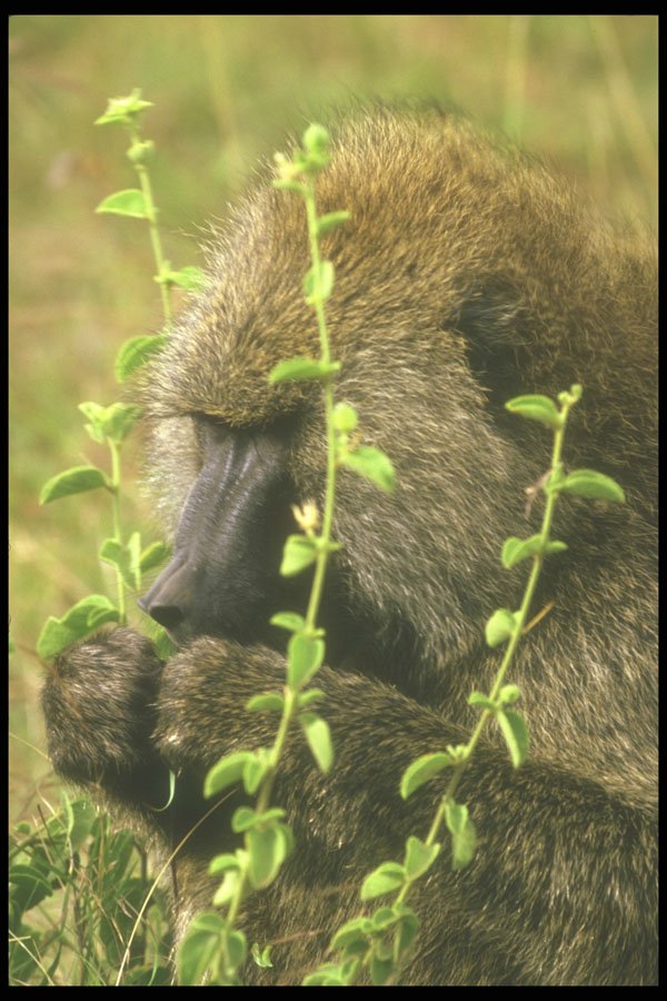 253094 Baboon, 'Papio Anubis' A4 Photo Print