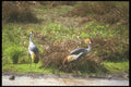 253095 Crown headed Cranes A4 Photo Print