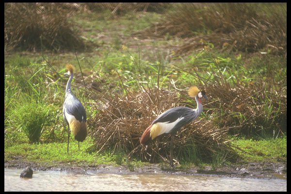 253095 Crown headed Cranes A4 Photo Print