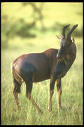 253097 Topi A4 Photo Print