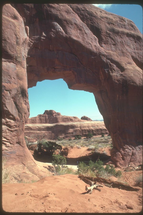 254006 Pinetree Arch A4 Photo Print