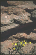 254062 Sandstone And Sunflowers A4 Photo Print