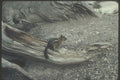 254069 Antelope Squirrel A4 Photo Print