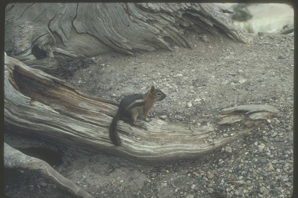 254069 Antelope Squirrel A4 Photo Print