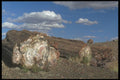 255014 Petrified Logs, Petrified Forest A4 Photo Print