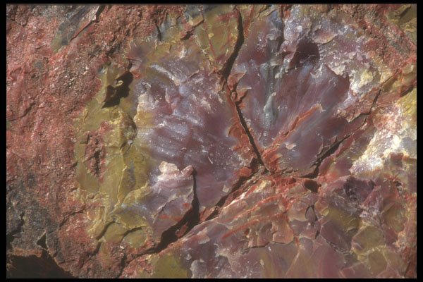 255016 Petrified Wood, Petrified Forest A4 Photo Print
