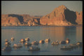 255028 Houseboats, Glen Canyon Recreation Area A4 Photo Print