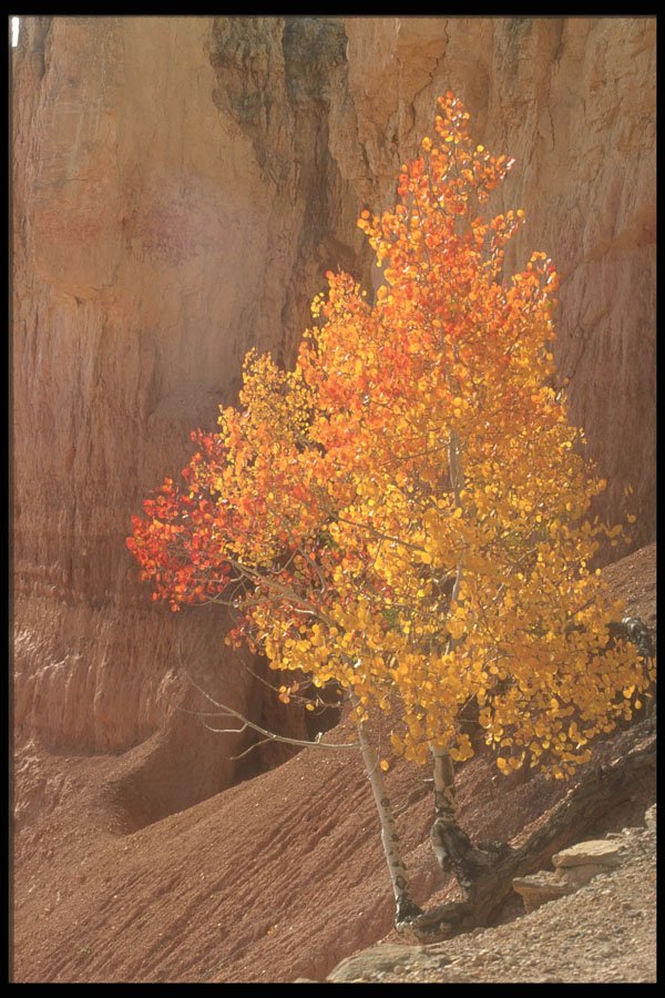 255035 Fall Splendor, Bryce Canyon A4 Photo Print