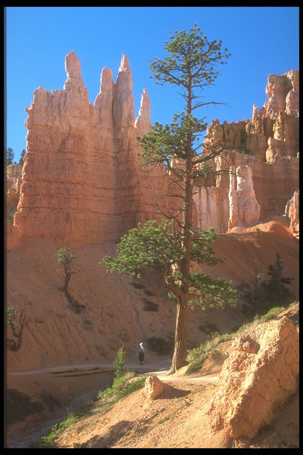 255038 In The Queen's Garden, Bryce Canyon A4 Photo Print