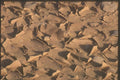 255054 Mud Flakes, Near Hanksville A4 Photo Print